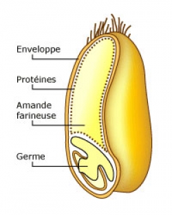 Anatomie du grain de blé